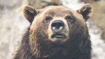 animal-brown-bear-dangerous-2740-w1920
